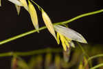 Annual wildrice <BR>Nakedstem dewflower <BR>Nakedstem dewflower <BR>Nakedstem dewflower <BR>Nakedstem dewflower